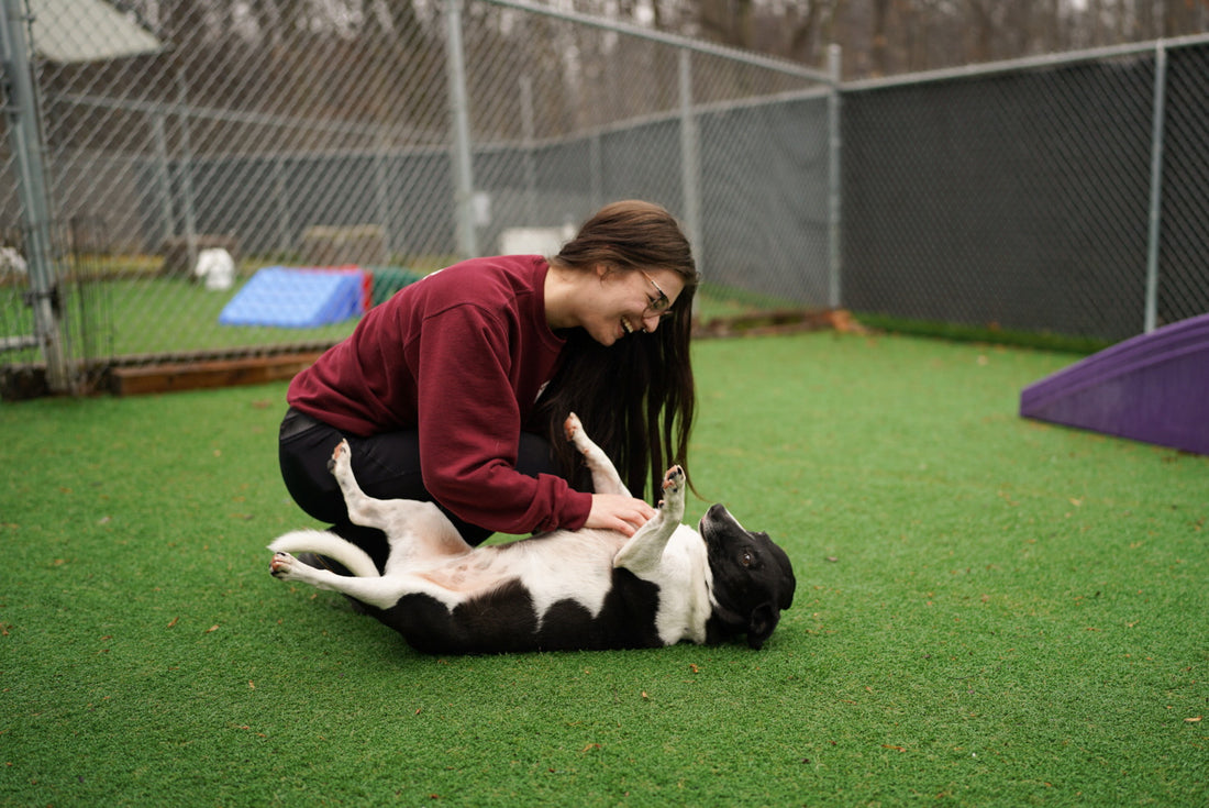 Nurturing a High-Performing Pet Care Team: The C.A.R.E. Approach