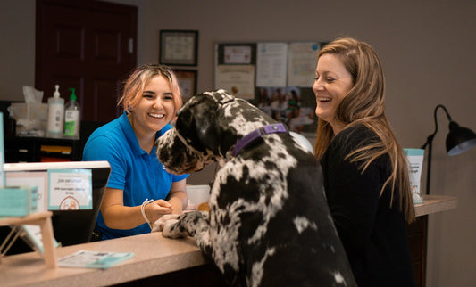 Building a Successful Pet Care Team With Your Mission, Values & Culture